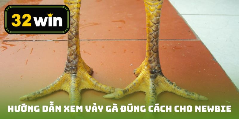 Hướng dẫn xem vảy gà đúng cách cho người chơi mới