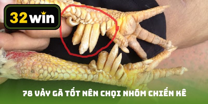 78 vảy gà tốt nên chọi nhóm chiến kê
