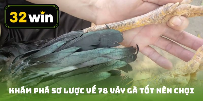Khám phá sơ lược về 78 vảy gà tốt nên chọi