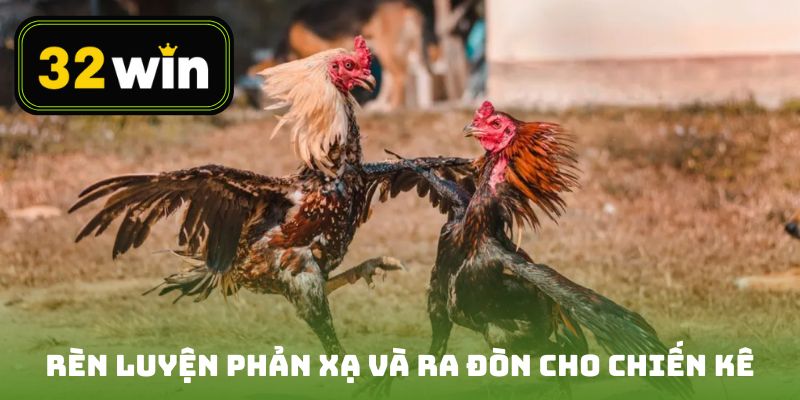 Rèn luyện phản xạ và ra đòn cho chiến kê