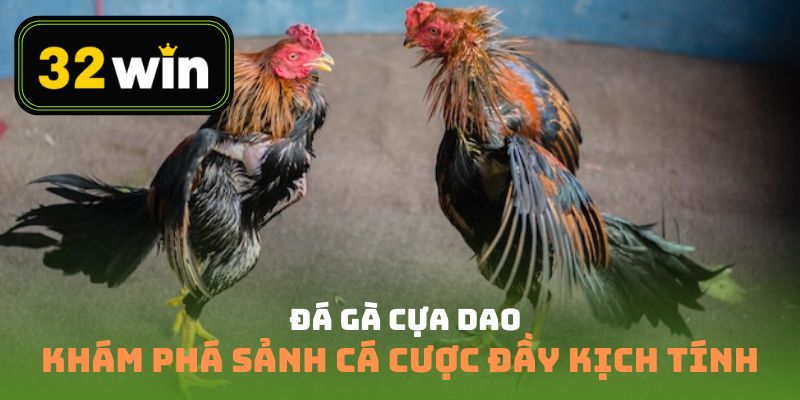 Đá gà cựa dao