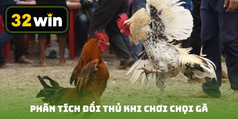 Phân tích đối thủ khi chơi chọi gà