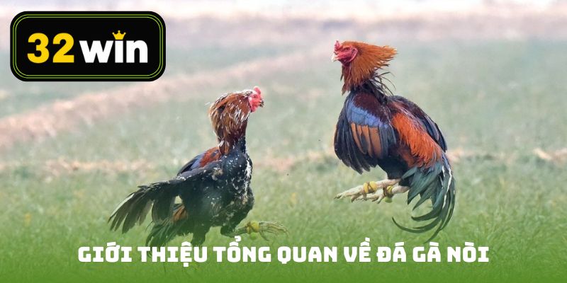 Giới thiệu tổng quan về đá gà nòi