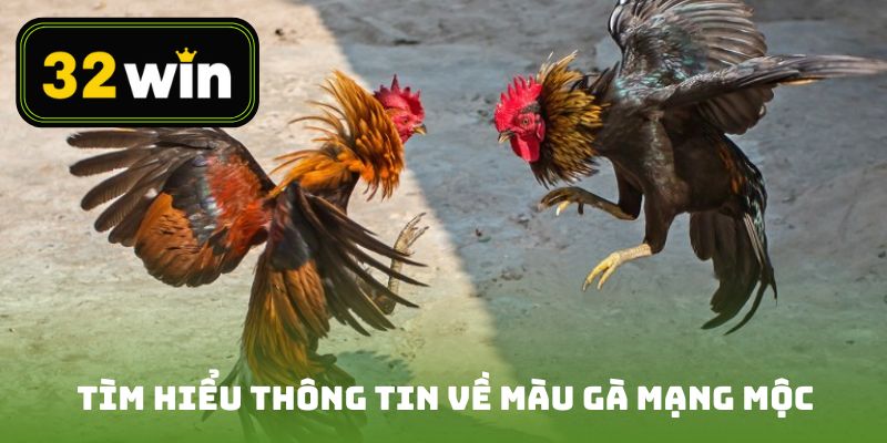 Tìm hiểu thông tin về màu gà mạng Mộc