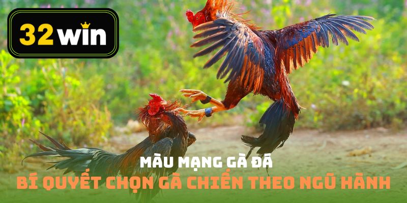 màu mạng gà đá